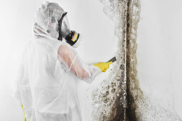 Home Mold Removal in Victoria, MS