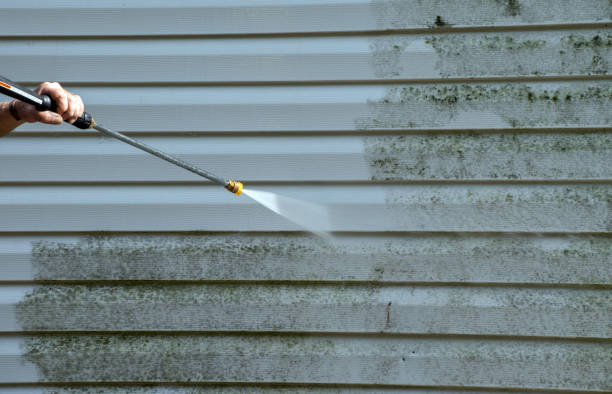 Best Black Mold Removal  in Victoria, MS