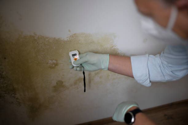 Best Professional Mold Removal  in Victoria, MS