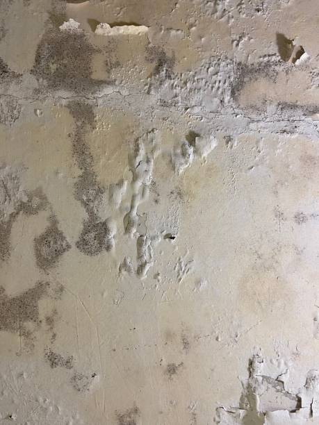 Best Best Mold Removal Companies  in Victoria, MS